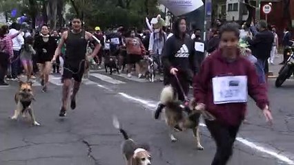 Dogs and owners in Mexico City run inaugural 'marathon'