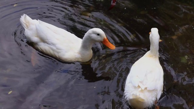 ⃝ Swans Blooming in the Lakes, Meditation Music , #Relaxing Yoga Calm Music, Spa ,Study Sleep Music