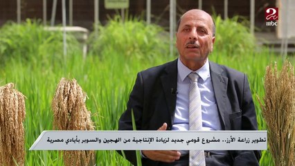 تطوير زراعة الأرز .. مشروع قومي جديد لزيادة الإنتاجية من الهجين والسوبر بأيدي مصرية