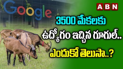 3500 మేకలకు ఉద్యోగం ఇచ్చిన గూగుల్.. ఎందుకో తెలుసా..? | ABN Digital