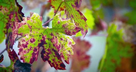 Somm: Dans la Bouteille Bande-annonce (EN)