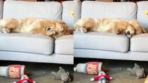 Dramatic Golden Retriever throws a hissy fit after losing his toy
