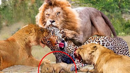 وحشي ... اعتدى أسد الأم بوحشية على عائلة ليوبارد للانتقام لأكله شبل الأسد