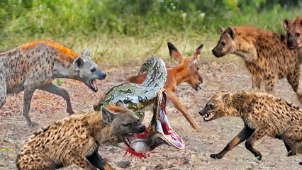 الضبع الذكي يجعل الثعبان `` الرهيب '' يفقد وجبة دسمة - يساعد ظباء إمبالا على الهروب بشكل لا يُصدق