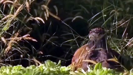OMG! Cheetah tries to escape the brutal torture of ferocious Crocodiles as he falls into the swamp