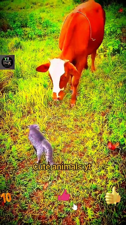 Funny Cat - Funny Dog - Funny Cow - Funny Owl - Funny Monkeys | Cat Dog Cow Owl Monkey Funny Videos