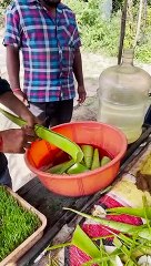 UNIQUE Aloe Vera Juice of Hyderabad #shorts