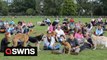 Dog lovers break world record after over 100 dogs gather to watch 101 Dalmatians at outdoor cinema