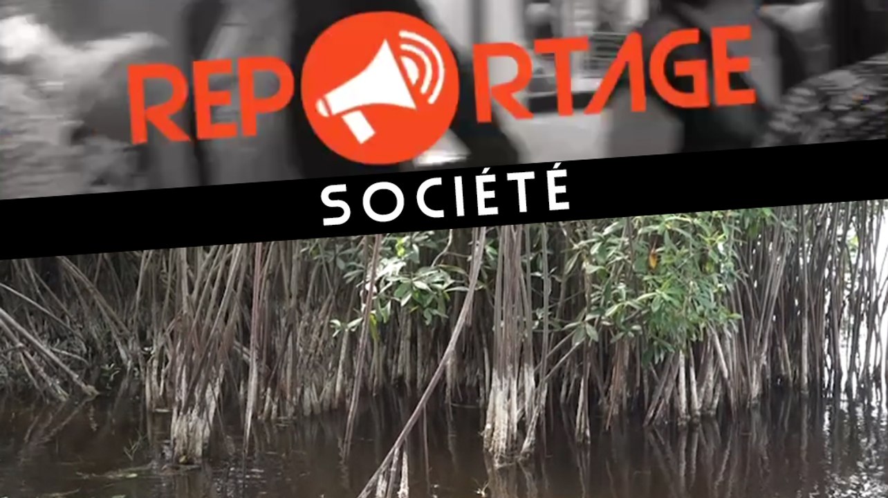 La destruction des espèces de mangrove, une catastrophe pour l'écologie