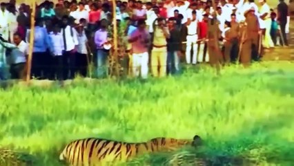 After The Failed Leopard Hunt! Crazy Tiger Attacking Car, Human Caused The Man Almost Lose His Life