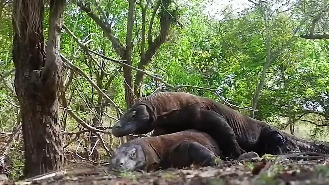 Lions Can't Escape The Komodo Dragon's Mouth. Komodo Dragon Kills Giant