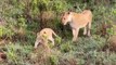 Scary! Giant Python Squeezes Mother Lion To Tree Stump As It Tries To Save Two Lion Cubs