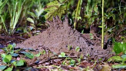 Unbelievable! Useless Jaguar Is Easily Knocked Down By The Giant Anteater's Long Beak