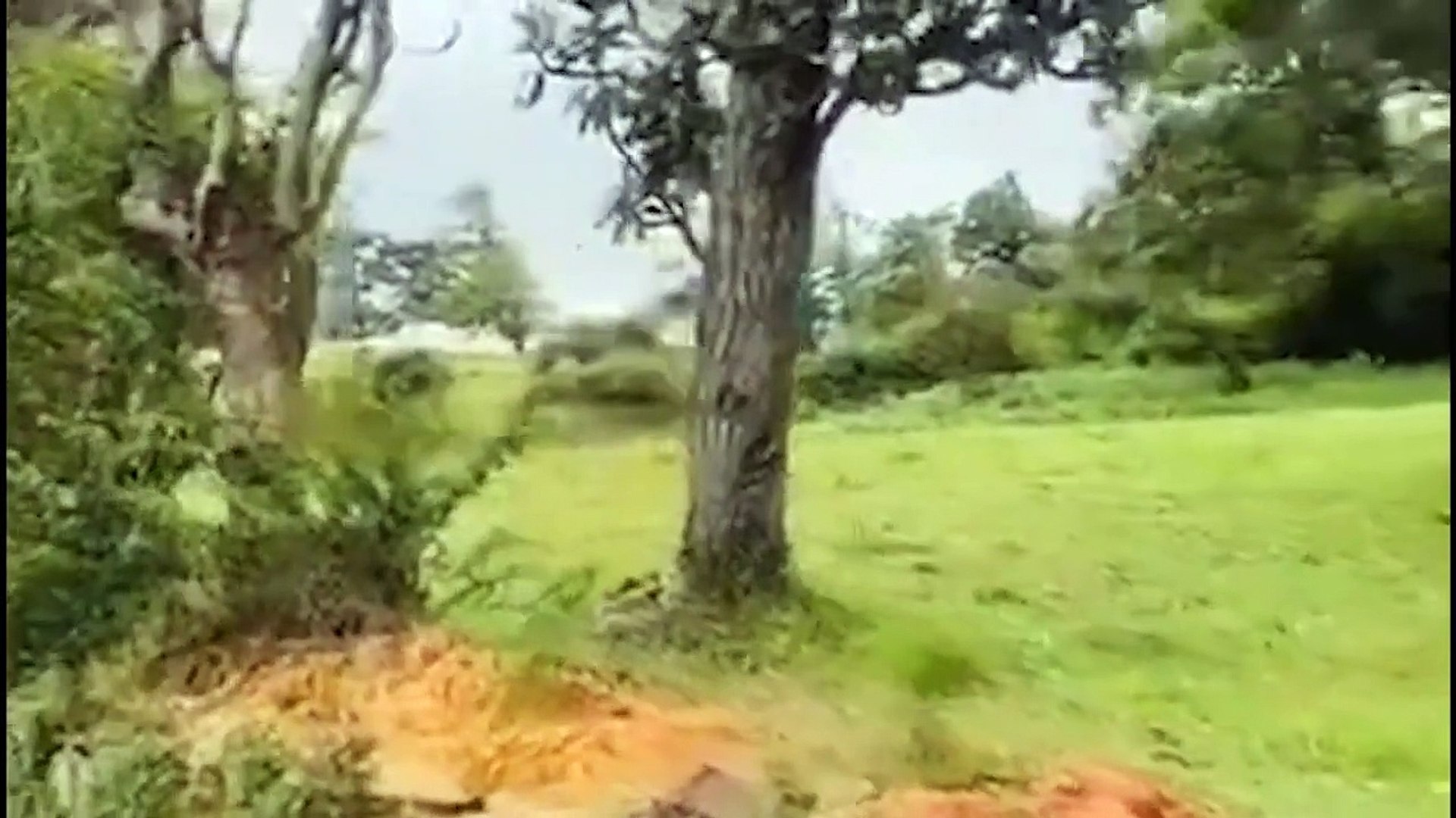⁣Riot! Leopards Hunt Cows While Pregnant  What Happens When Leopard Attacks Villagers' Cattle