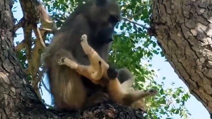 Scary Revenge! Baboon Kidnap The Lion Cub And Tortures It To Death Right In Front Of The Mother Lion