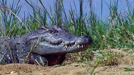 Wild Horse In Danger When Crossing the River  Crocodile Surprise Attack on Wild Horse   Wild Animals