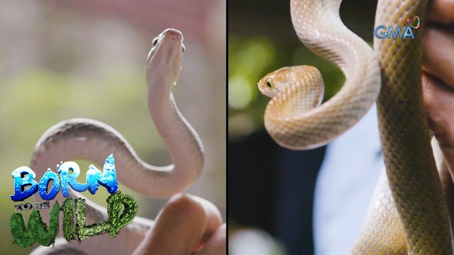 Rescuing Philippine rat snake in an abandoned house | Born to be Wild