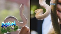 Rescuing Philippine rat snake in an abandoned house | Born to be Wild