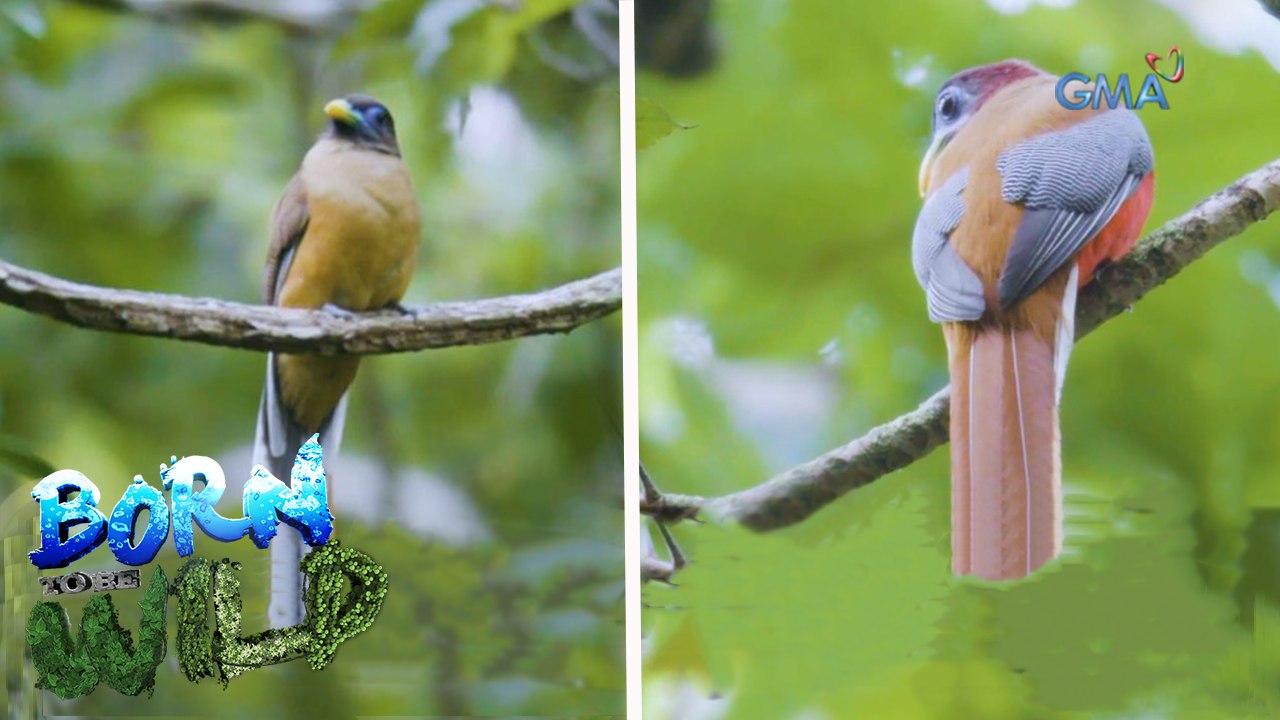 Born moments: Philippine Trogon couple| Born to be Wild
