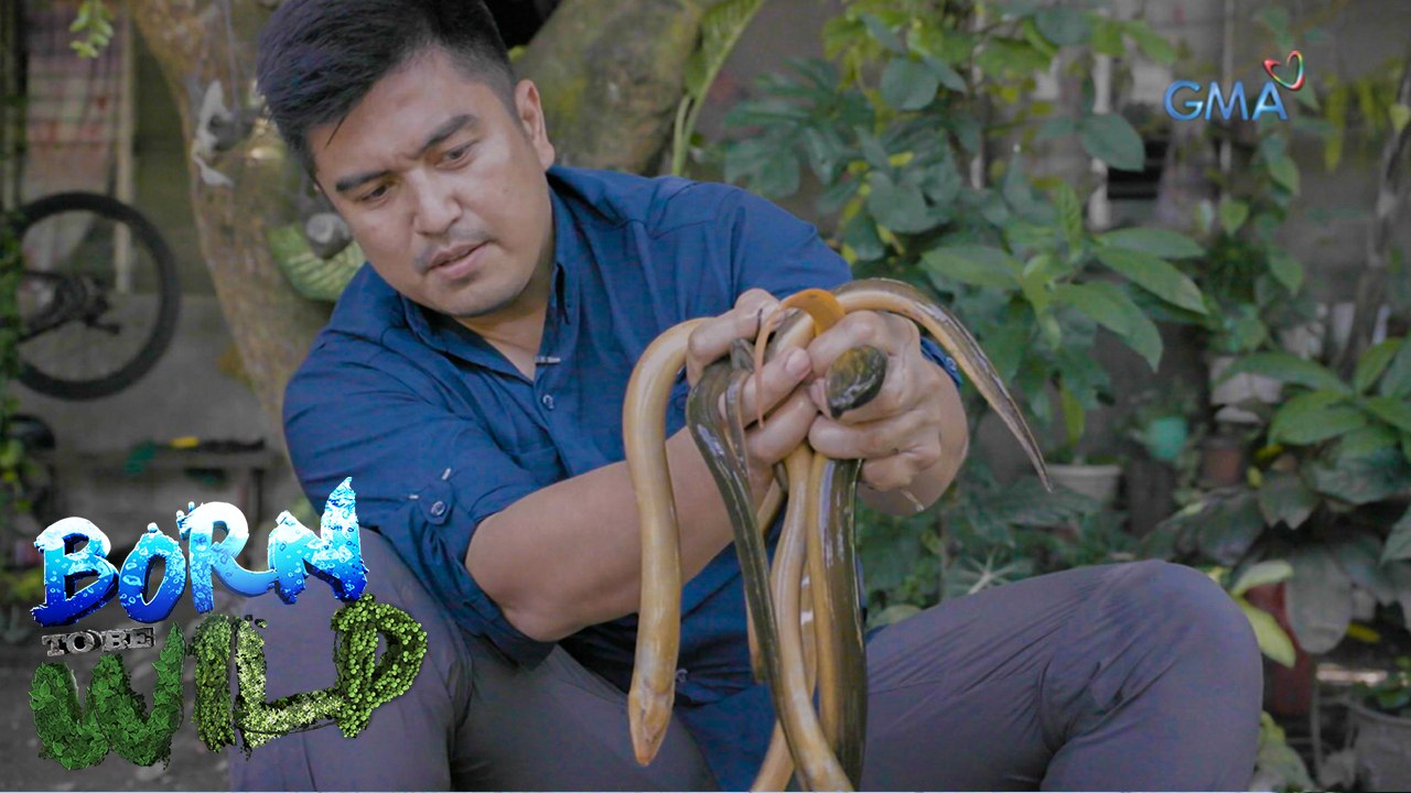 doc-ferds-recio-dissects-an-asian-swamp-eel-born-to-be-wild-video
