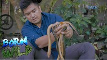 Doc Ferds Recio dissects an asian swamp eel | Born to be Wild