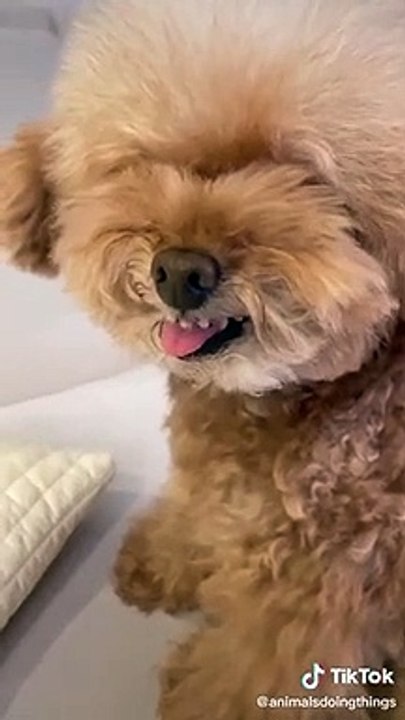 Funniest  Dogs - Awesome Funny Pet Animals Videos