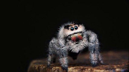 What is the biggest spider in the world_