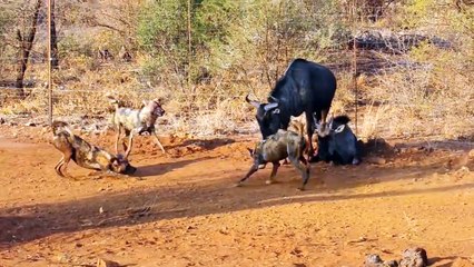 مدهش ... تمساح شرس يحارب بجنون ويقتل النمر لينقذ نوعه - هجوم التمساح الخاطف