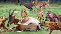 Poor... Topi mom used all her strength to attack hyenas and cheetah to save her baby's life