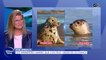 Vos animaux : Ces mammifères marins que l'on peut observer en France