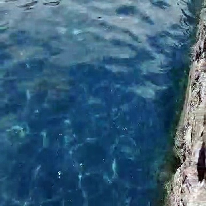 Las microalgas llegan a la costa de Santa Cruz