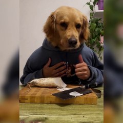 Mr Golden Ramsay The Cute Retriever