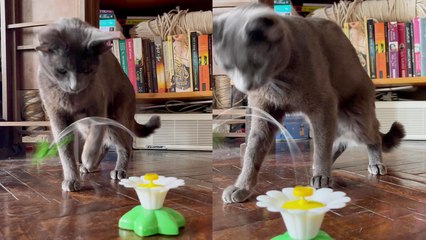 Adorable four-eared cat looks at strange toy with curious eyes