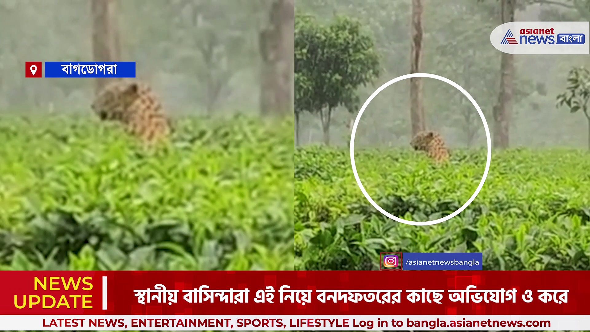 বাগডোগরার কমলা চা বাগানে হাড় হিম করা দৃশ্য! বৃষ্টির মধ্যে চা পাতার মধ্য দিয়ে উঁকি দিচ্ছে একটা চিতা