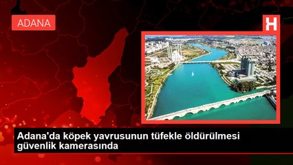 Son Dakika | Adana'da köpek yavrusunun tüfekle öldürülmesi güvenlik kamerasında