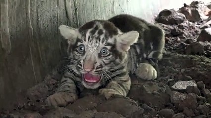 एक महीने बाद दिखा व्हाइट टाइगर रागिनी का दुर्लभ नन्हा शावक