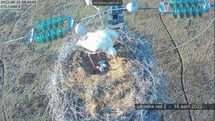 Objectif cigogne - résumé nidification 2022