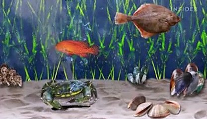 The true cost of the green crab invasion — and how whiskey can help