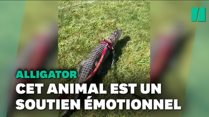 L’alligator est un soutien émotionnel et cette vidéo le montre à la perfection