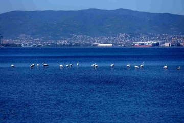 Kış mevsiminin keyfini sürmek için bu yıl da İzmit Körfezi'ne geldiler