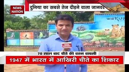 MP Cheetah: अफ्रीकी चीतों को भारत लाने की तैयारी | Madhya Pradesh