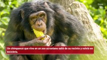 ¡Ucrania: Un chimpancé se escapa de un zoológico y vuelve en bicicleta!
