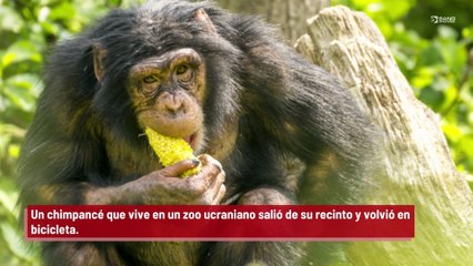 ¡Ucrania: Un chimpancé se escapa de un zoológico y vuelve en bicicleta!