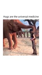 Hugs Are Universal Medicine