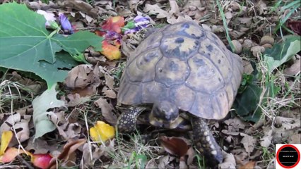 Vidéo d ' une tortue de terre , Lundi 12 Septembre 2022