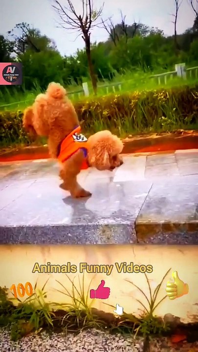 Jast Awesome Train Dog | Wow Very Amazing Dog Videos | Animals Funny Videos