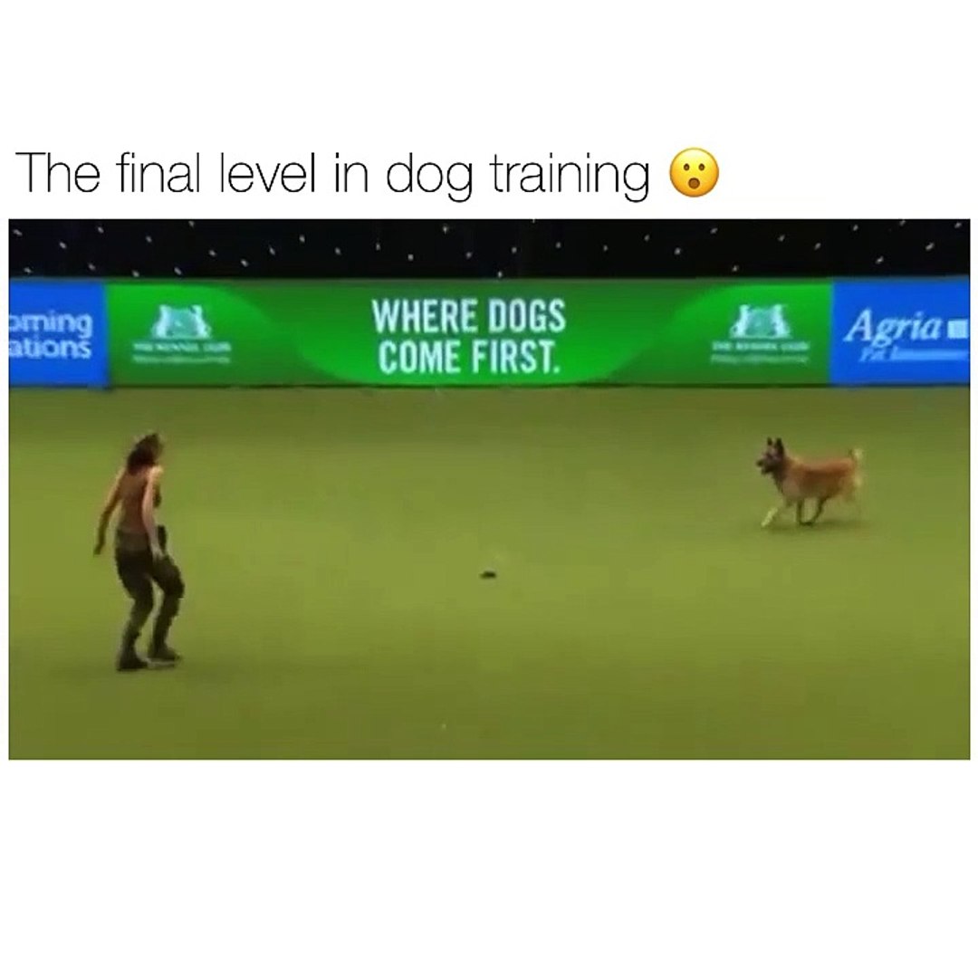 ⁣The Final Level Of Dog Training Brilliant