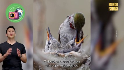Hermoso momento: colibrí alimenta a sus polluelos en el nido