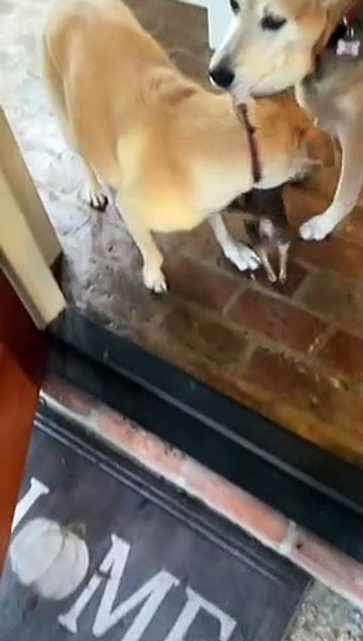Funny Dog
