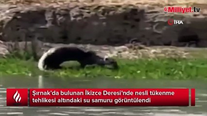 Nesli tükenme tehlikesi altındaki su samuru Şırnak’ta görüntülendi